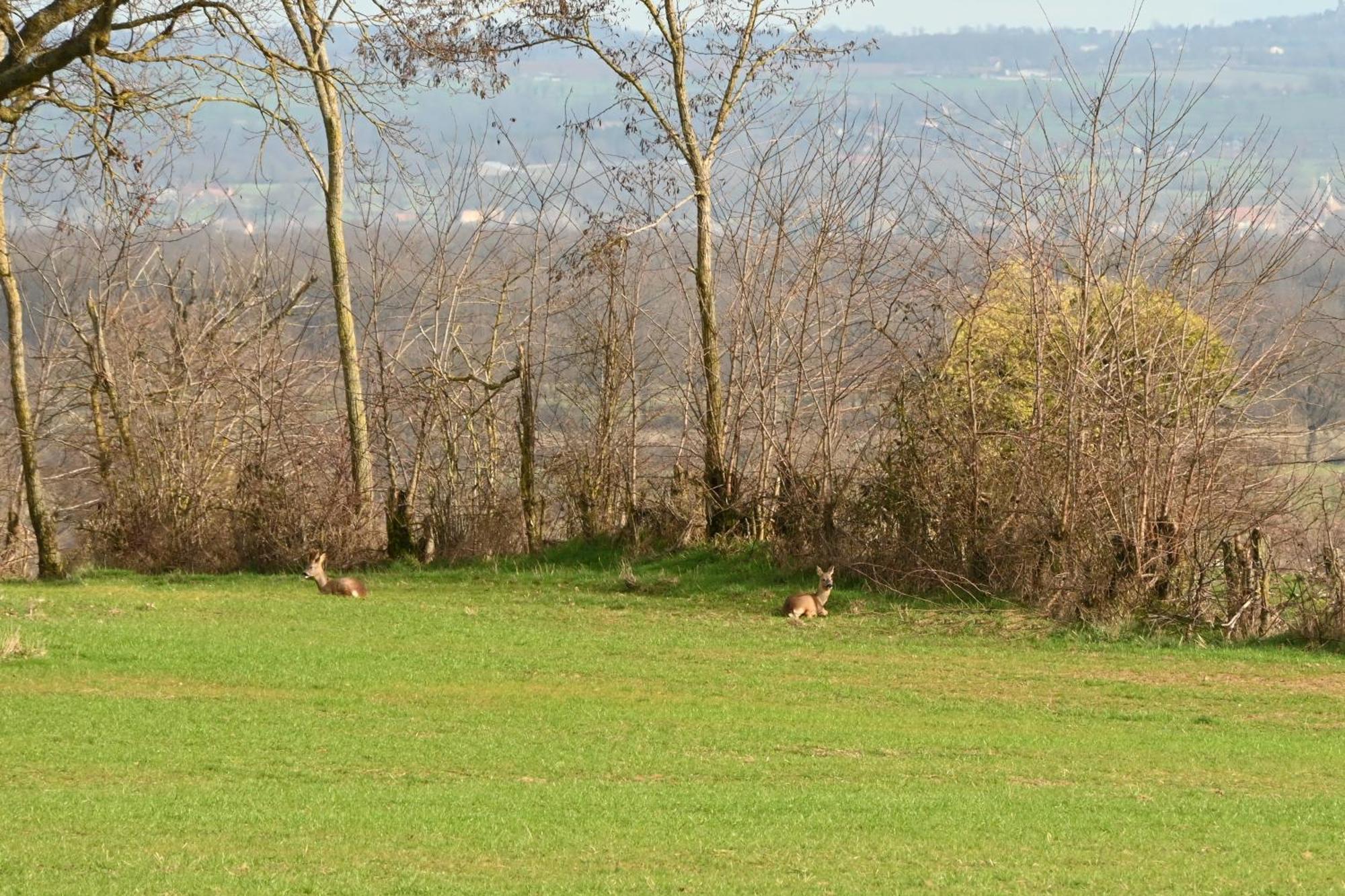 Aux 3 Forets Bizeneuille Dış mekan fotoğraf